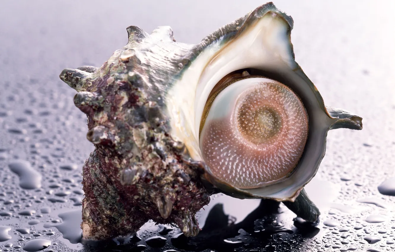 Photo wallpaper drops, snail, shell