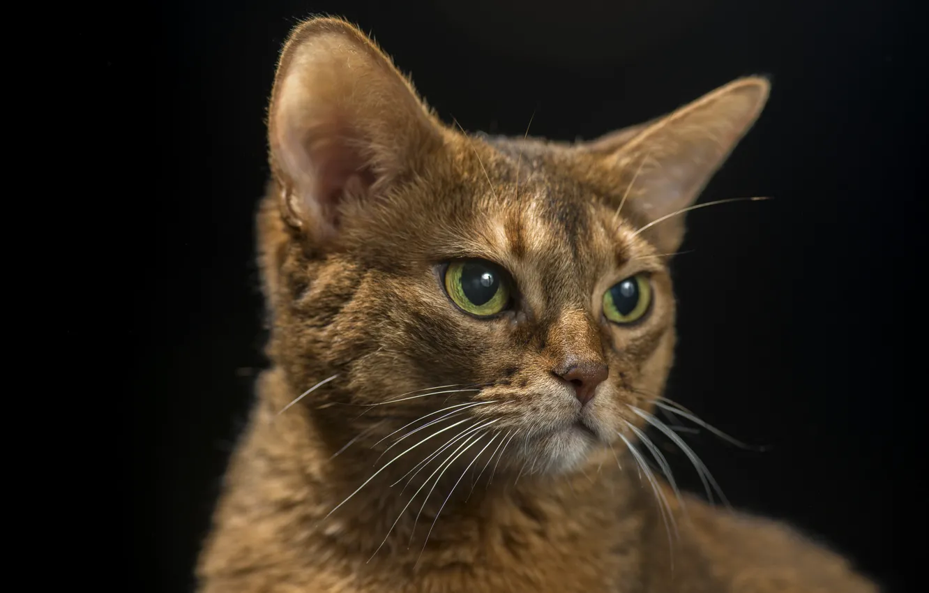 Photo wallpaper cat, serious, black background