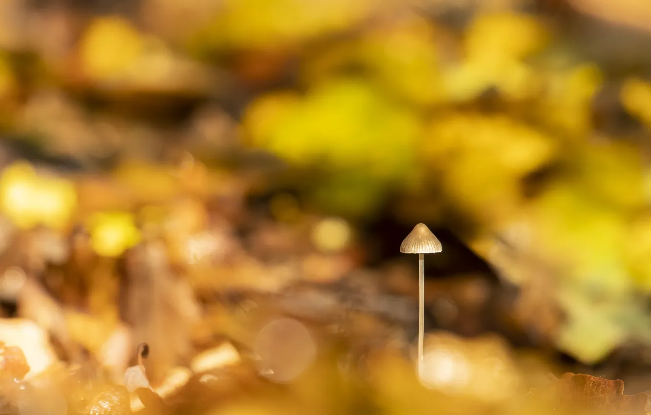 Photo wallpaper light, nature, mushrooms