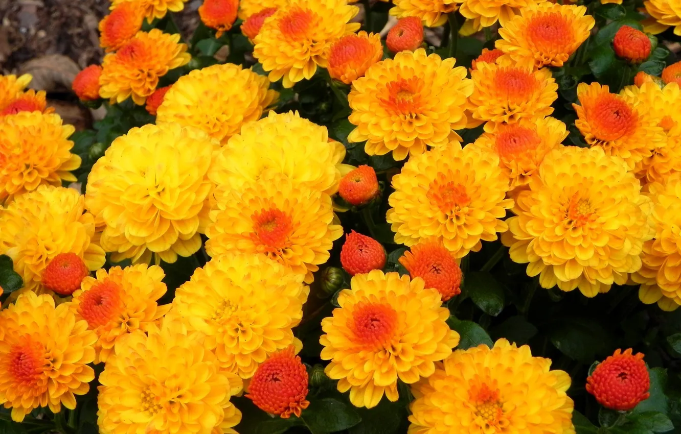 Photo wallpaper autumn, orange, chrysanthemum