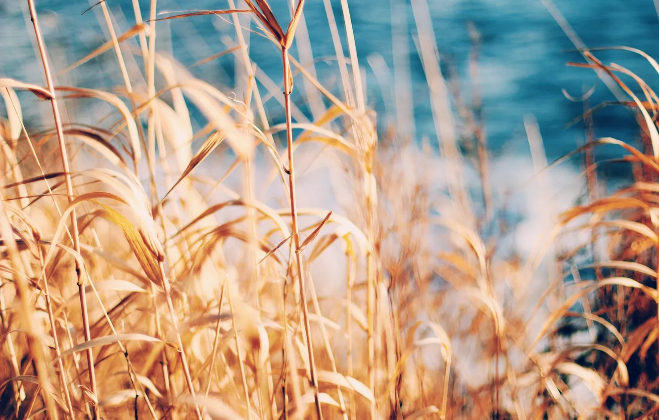 Photo wallpaper summer, grass, spikelets