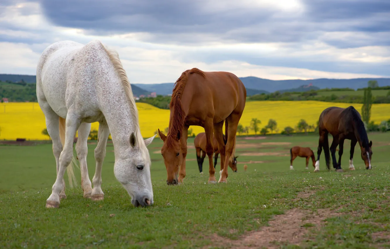 Photo wallpaper horse, horse, pasture