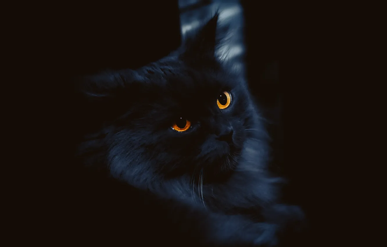 Photo wallpaper cat, cat, look, face, black, portrait, fluffy, black background