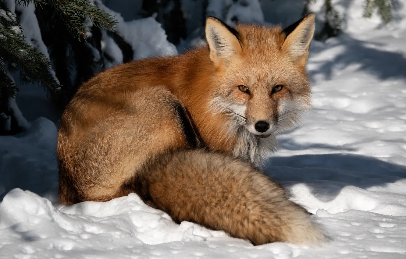 Photo wallpaper winter, look, snow, Fox, red