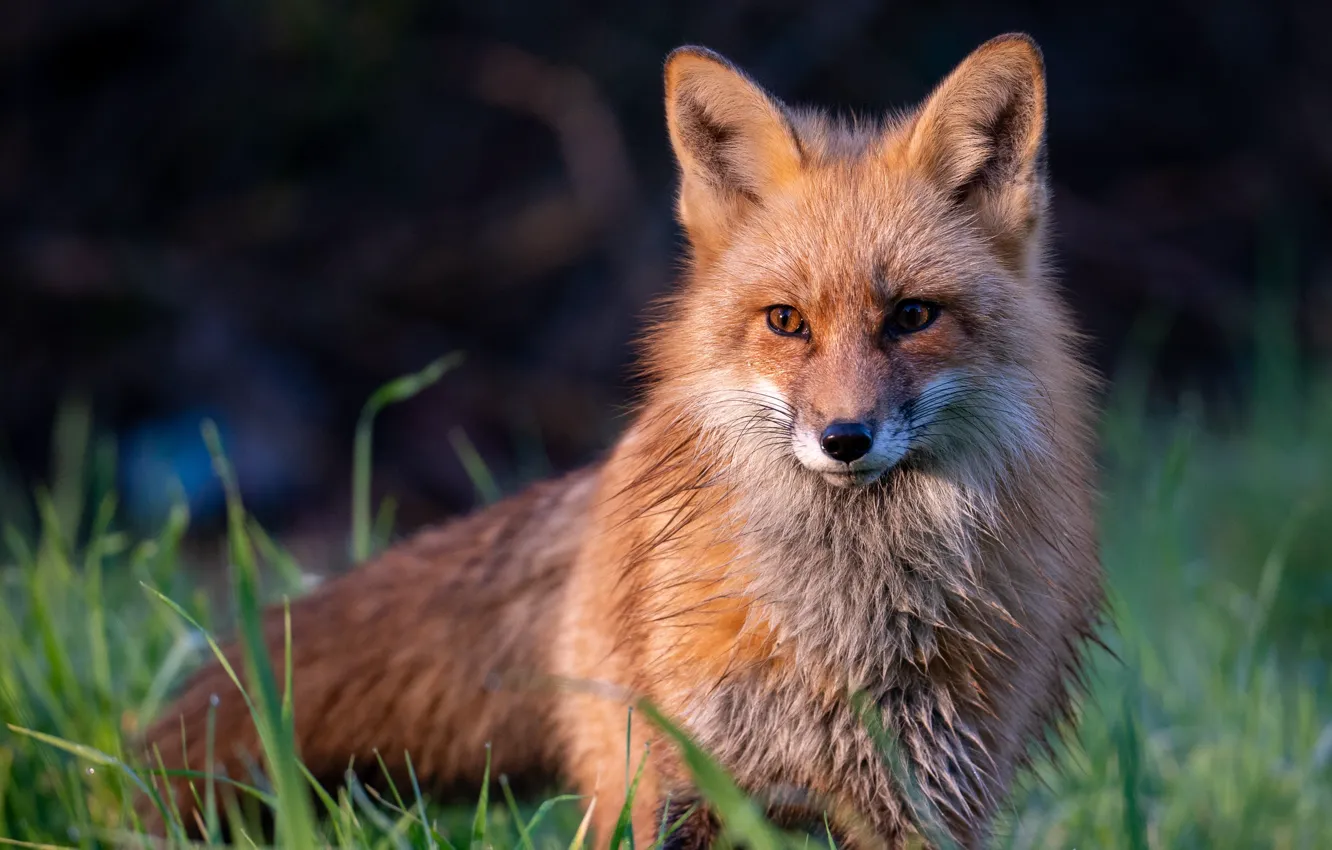 Photo wallpaper grass, look, face, light, the dark background, glade, portrait, Fox