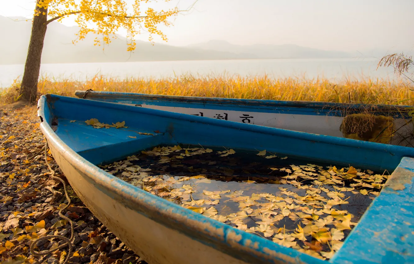 Photo wallpaper autumn, leaves, boat