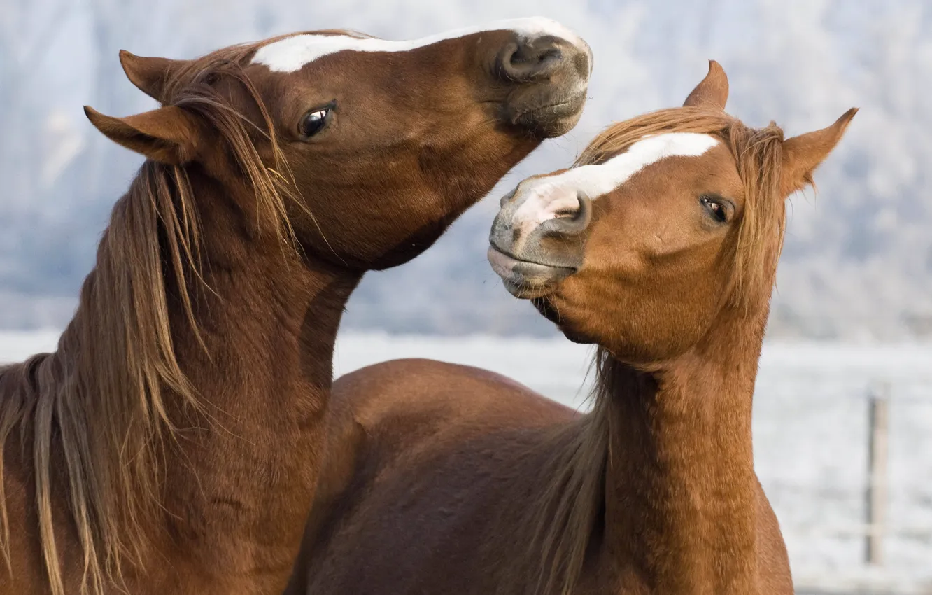 Photo wallpaper horses, horse, pair