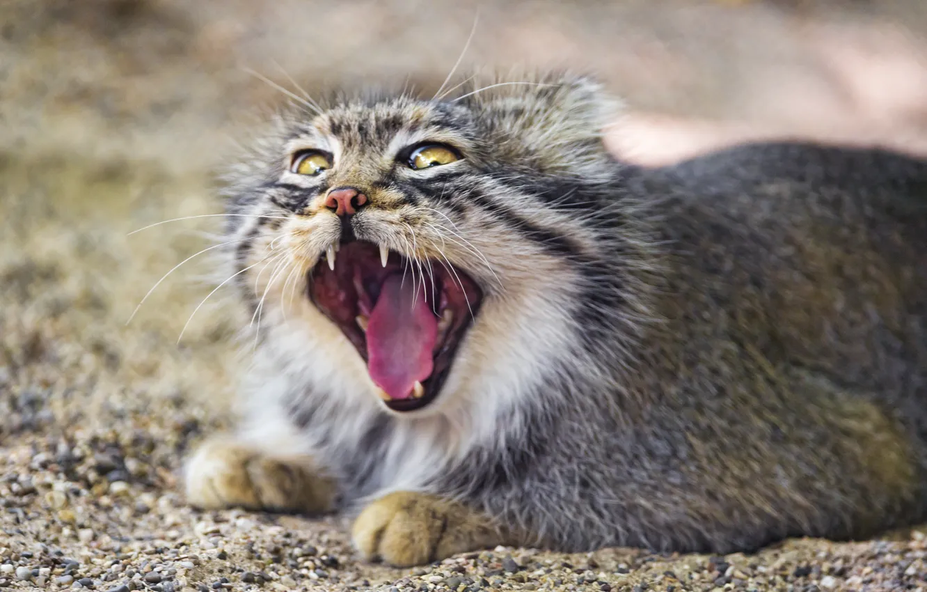 Photo wallpaper cat, mouth, yawns, manul, ©Tambako The Jaguar