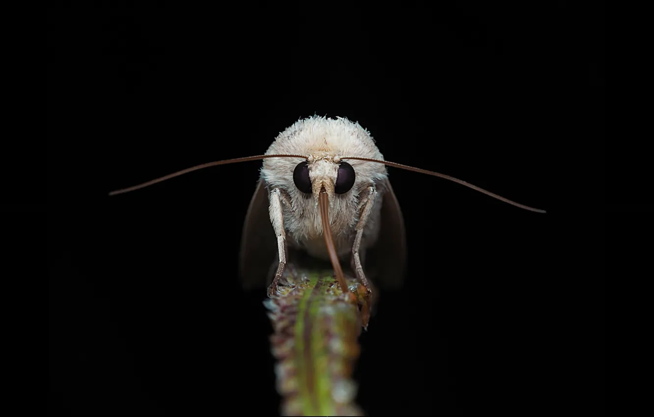 Photo wallpaper nature, Moth, black background