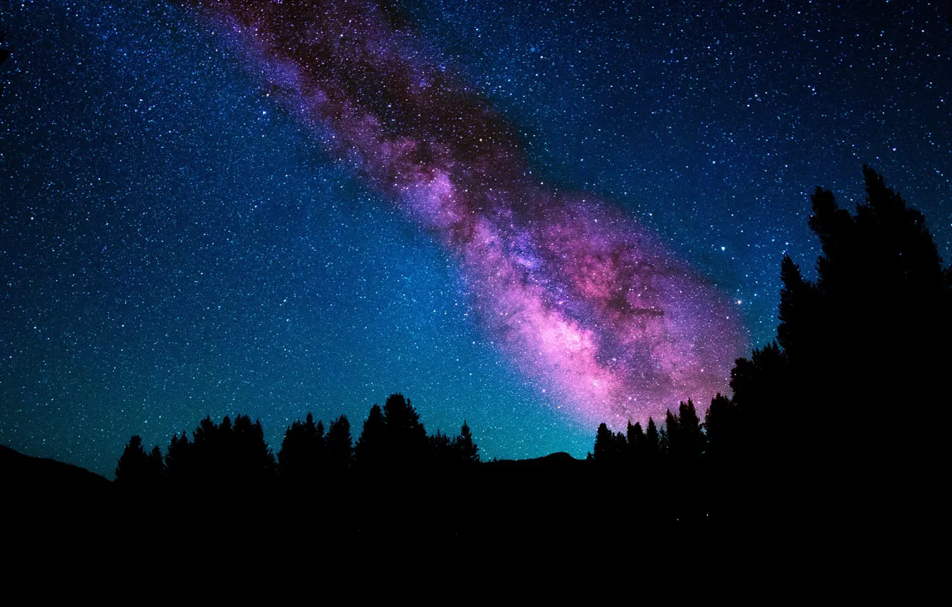 Photo wallpaper the sky, stars, trees, night, the milky way