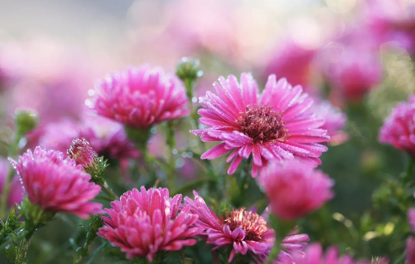 Photo wallpaper Oktyabrisky, flowers, pink, freezing