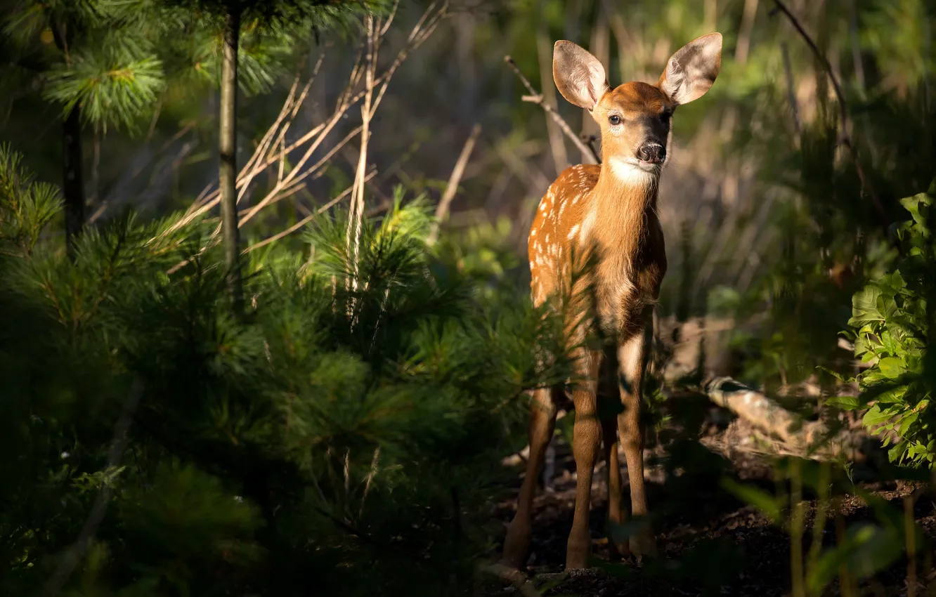 Photo wallpaper forest, light, branches, nature, deer, cub, needles, fawn