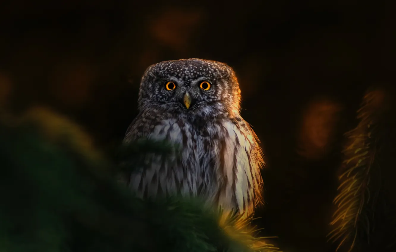 Photo wallpaper nature, look, owl, depth field