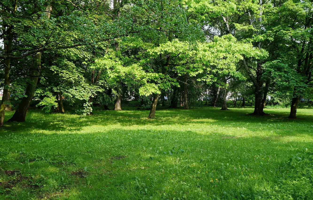Photo wallpaper park, tree, meadow