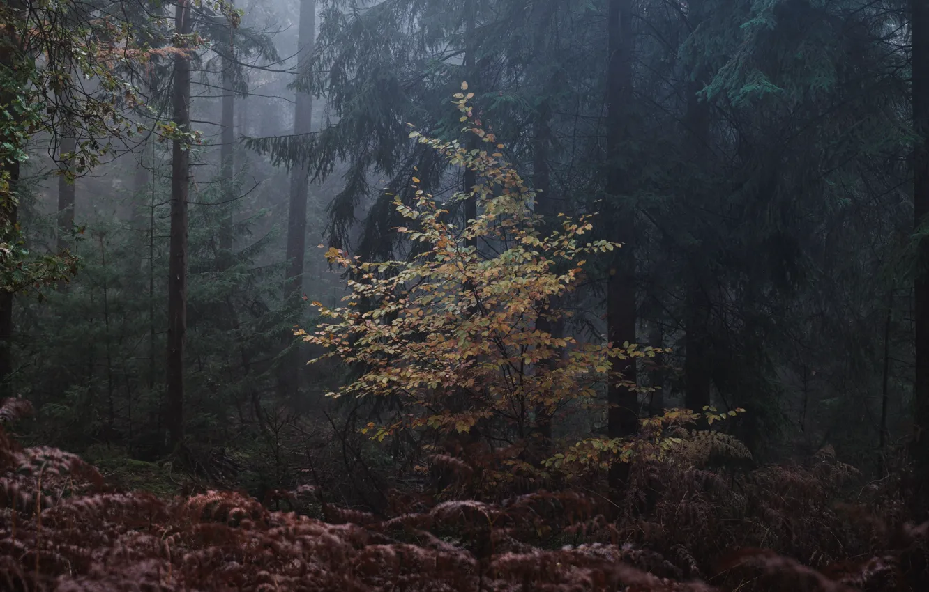 Photo wallpaper forest, trees, nature, fog