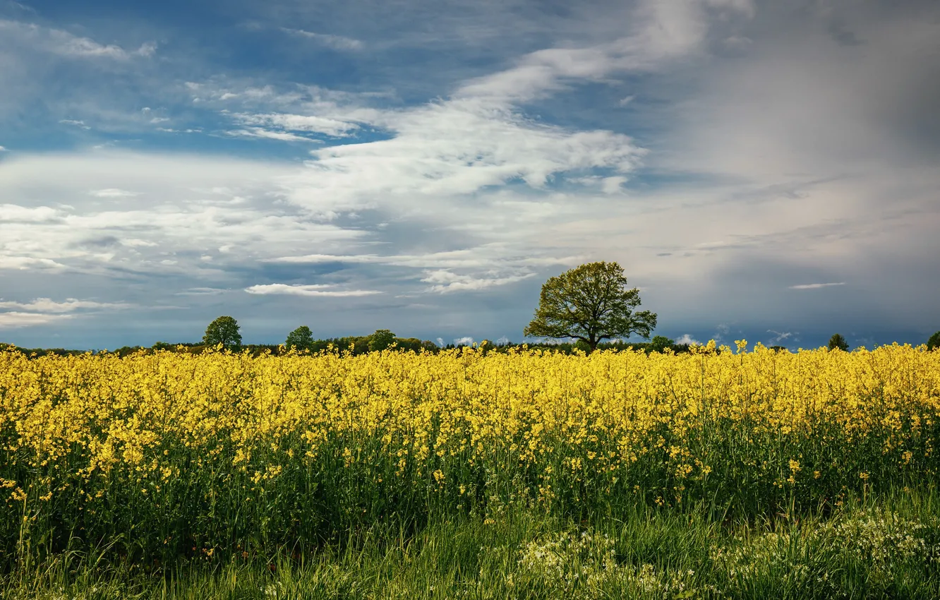 Photo wallpaper field, the sky, clouds, trees, flowers, yellow, blue, spring