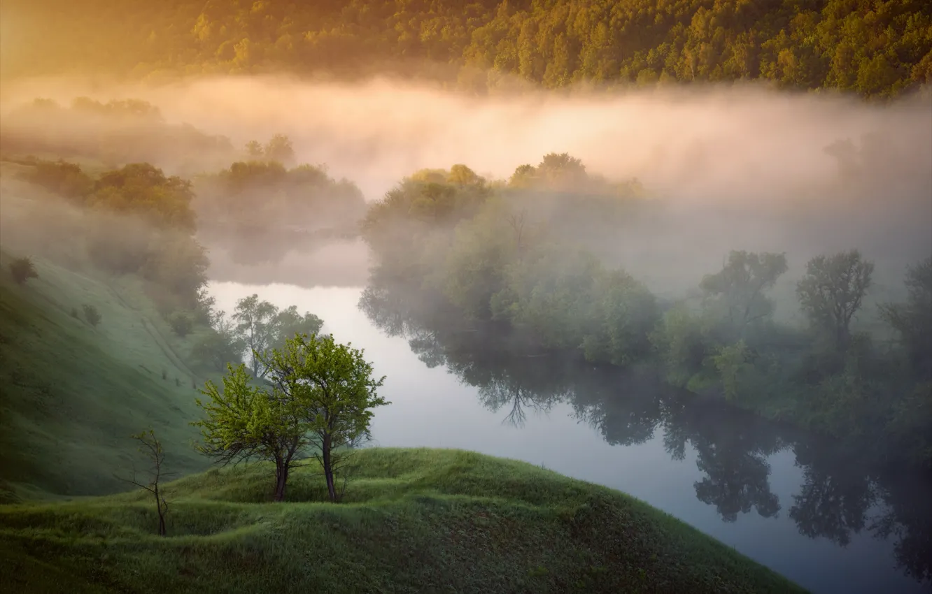Photo wallpaper trees, fog, river, shore, morning, pond