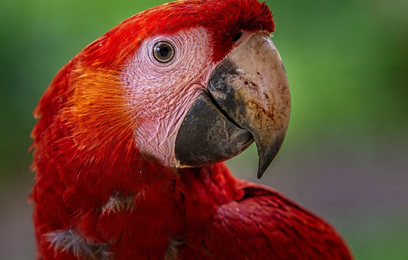 Photo wallpaper background, bird, feathers, parrot, red, bokeh, Scarlet Macaw
