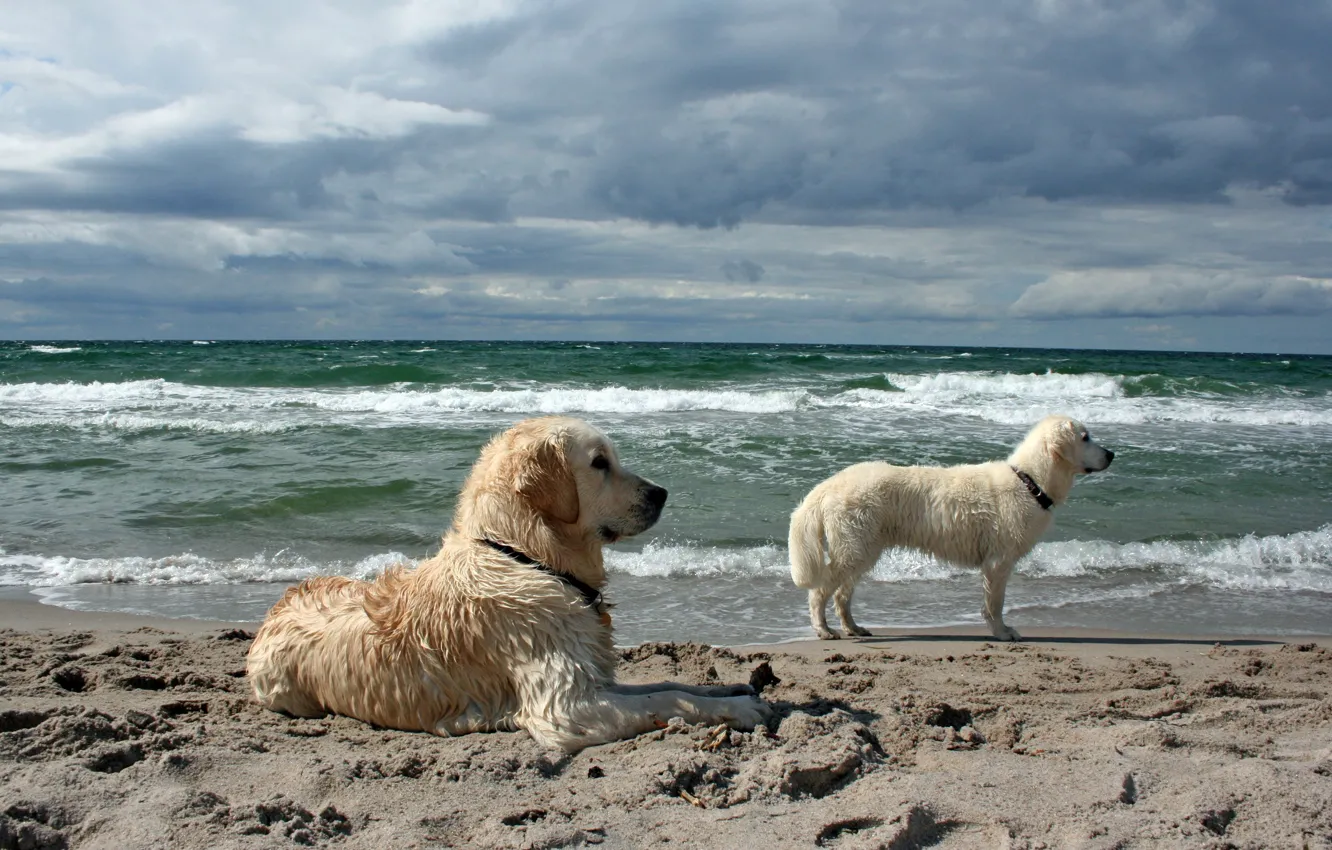 Photo wallpaper sea, dogs, background