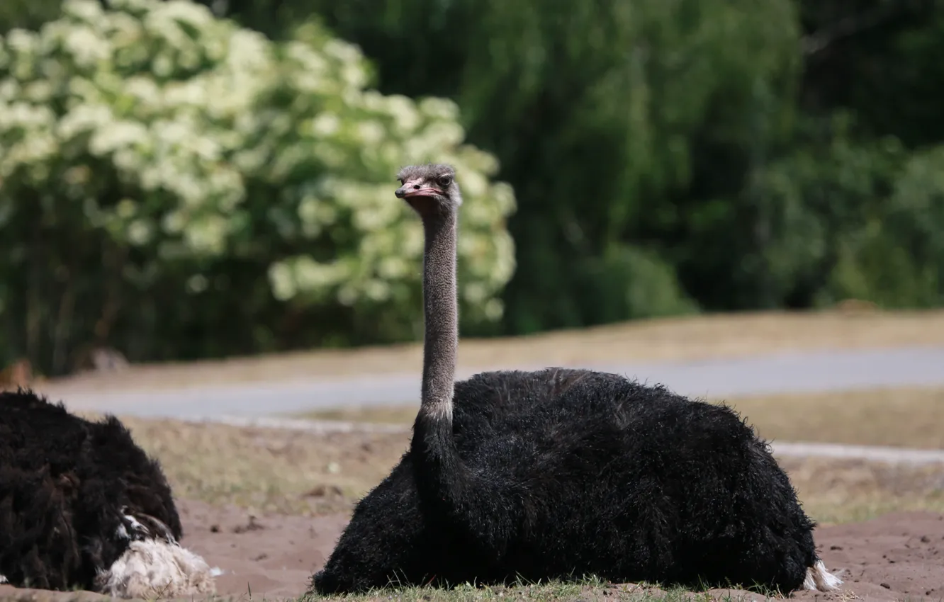 Photo wallpaper Nature, Park, Male, The EMU