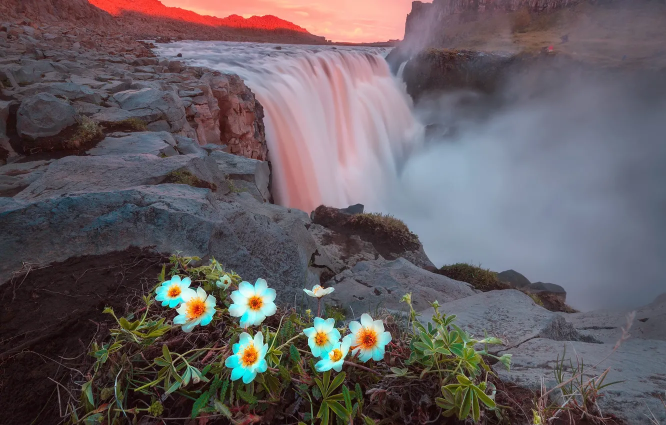 Photo wallpaper summer, light, flowers, mountains, rocks, waterfall, the evening, Iceland
