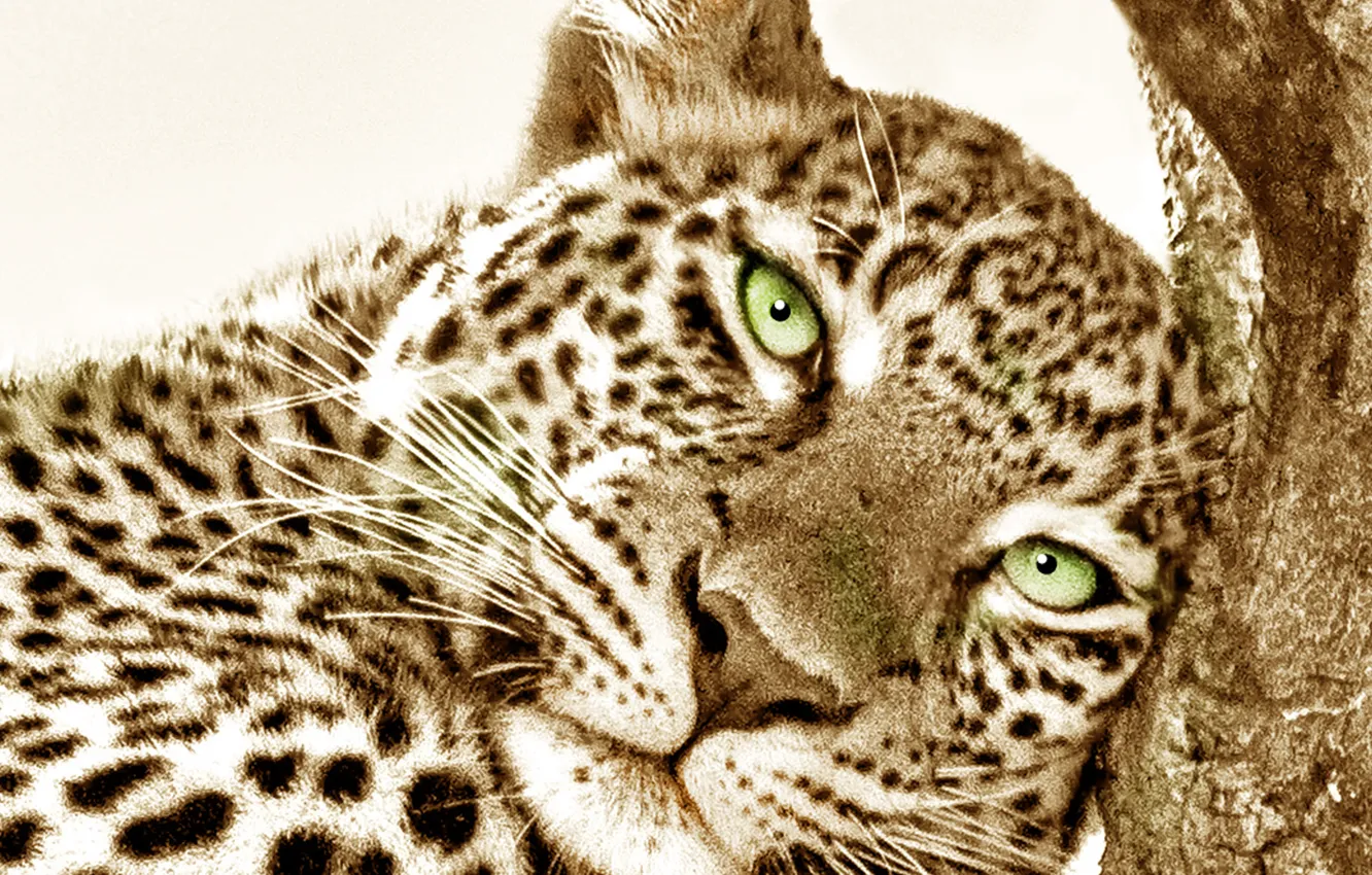 Photo wallpaper tiger, big cat, feline