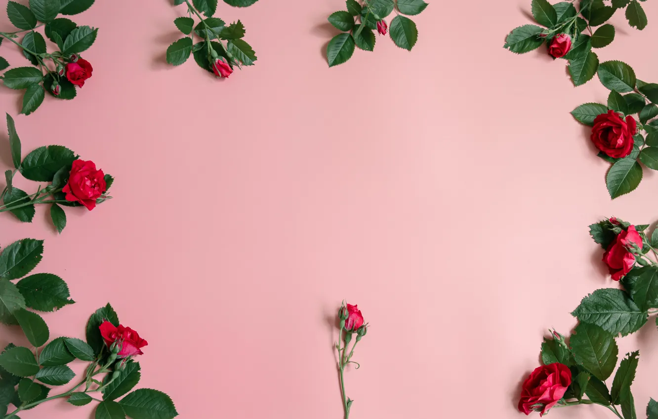 Photo wallpaper flowers, roses, texture, frame, red, pink background, composition, rosette