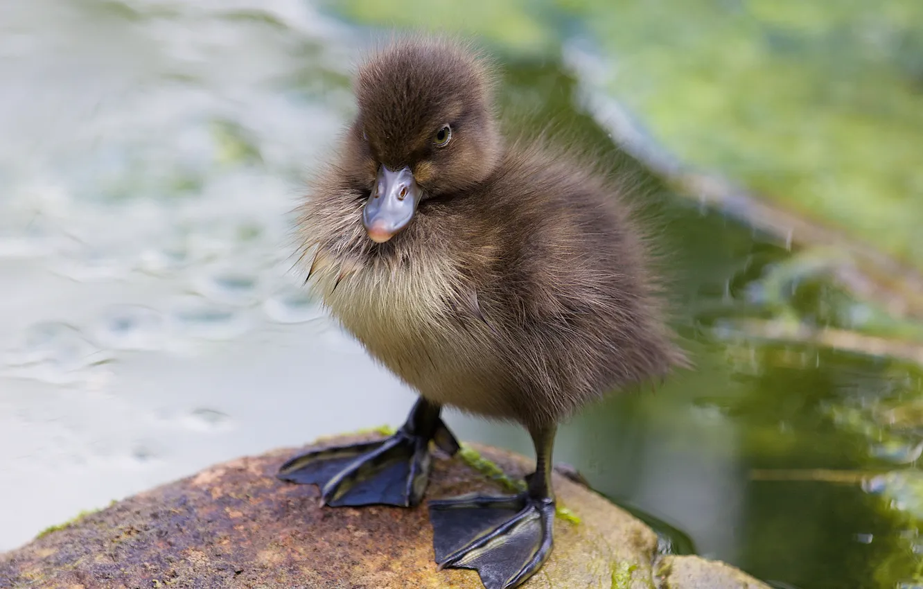 Photo wallpaper beak, baby, duck, Chicks