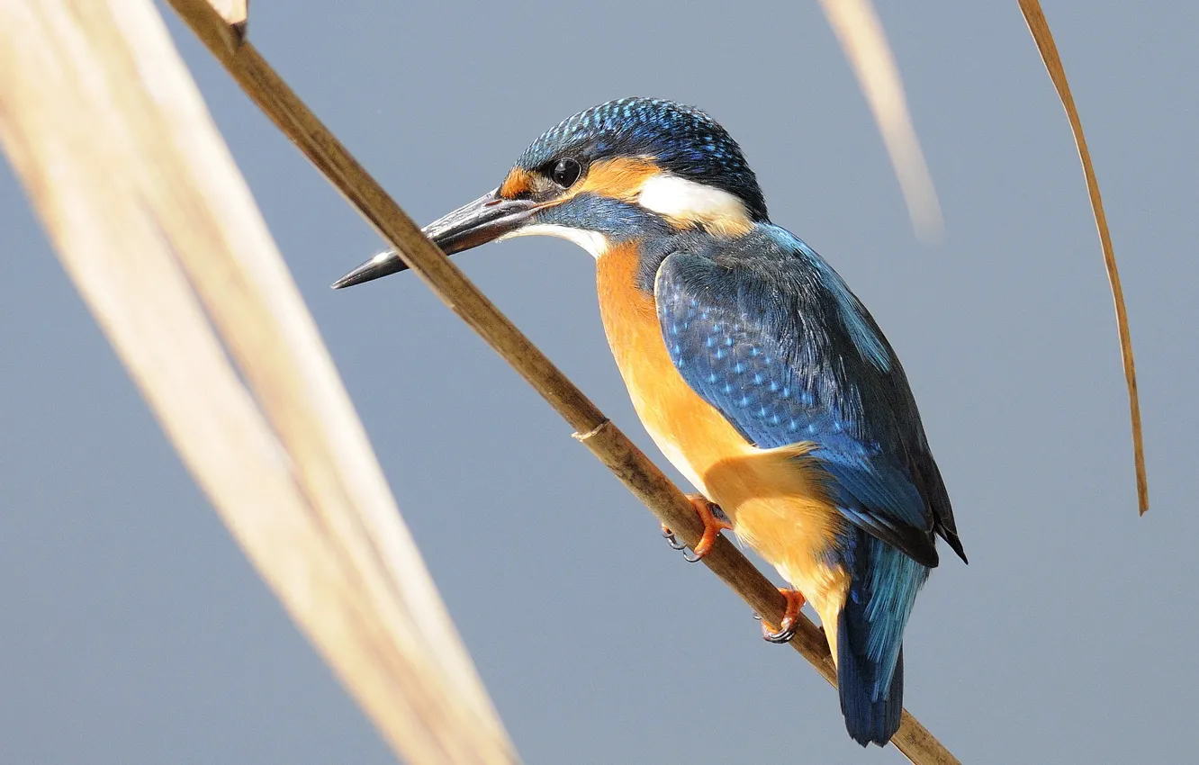 Photo wallpaper leaves, branches, background, bird, Kingfisher
