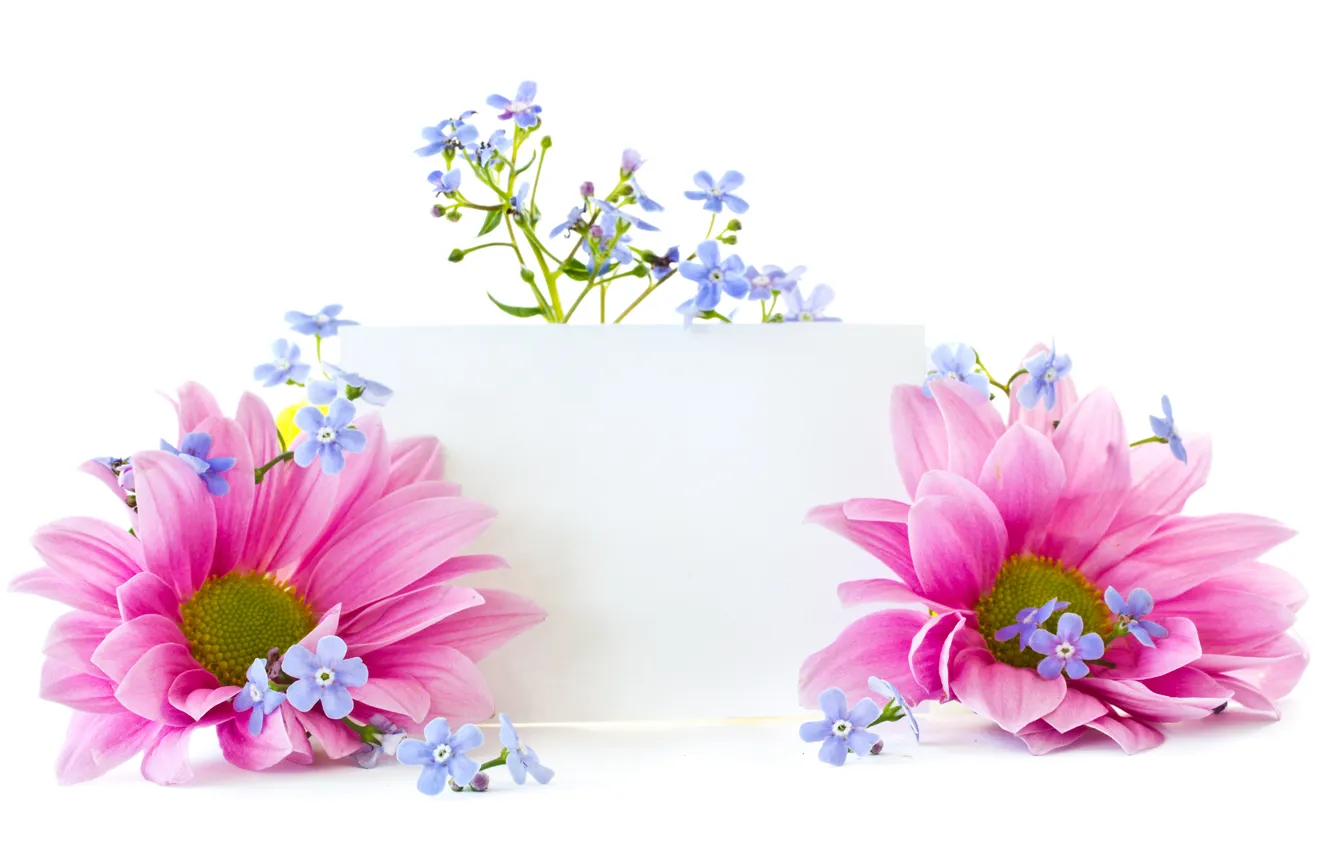 Photo wallpaper flowers, petals, flowers