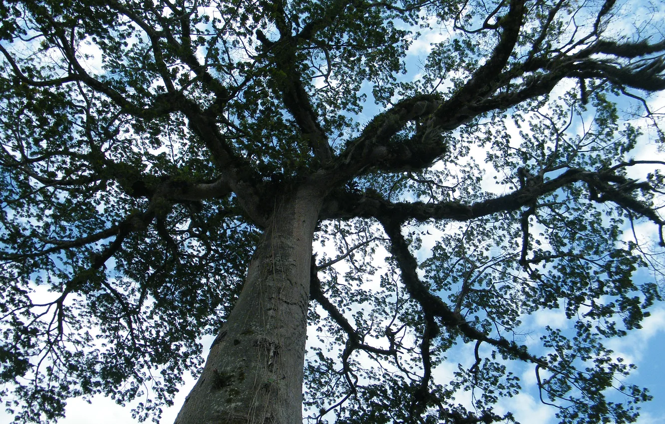Photo wallpaper the sky, trees, branches, branch, trunk