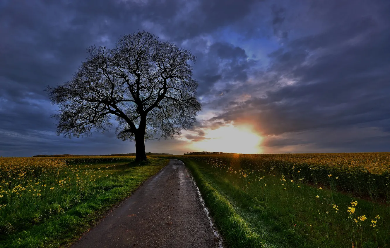 Photo wallpaper road, field, sunset, tree, rape