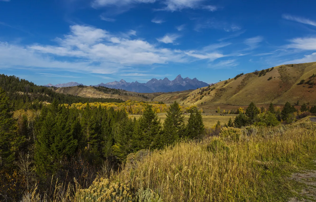 Photo wallpaper field, forest, mountains, USA, national Park, Grand Teton