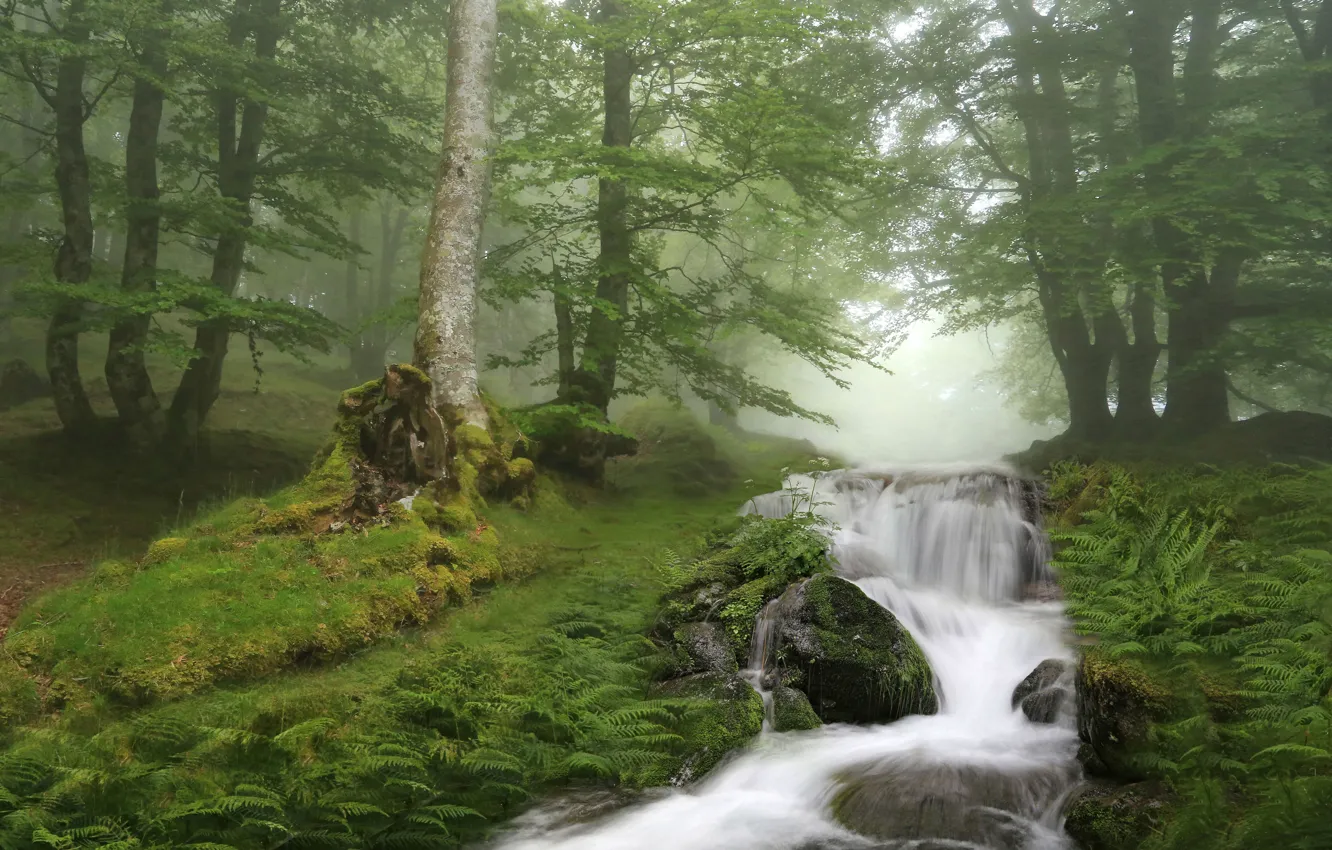 Photo wallpaper forest, trees, stream, waterfall, river, Spain, Spain, Catalonia
