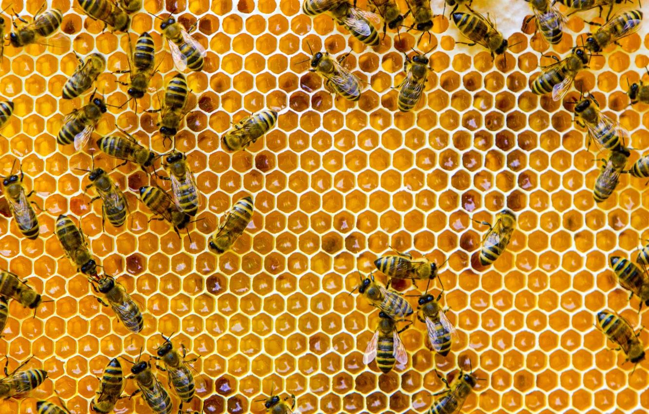 Photo wallpaper construction, bees, hive