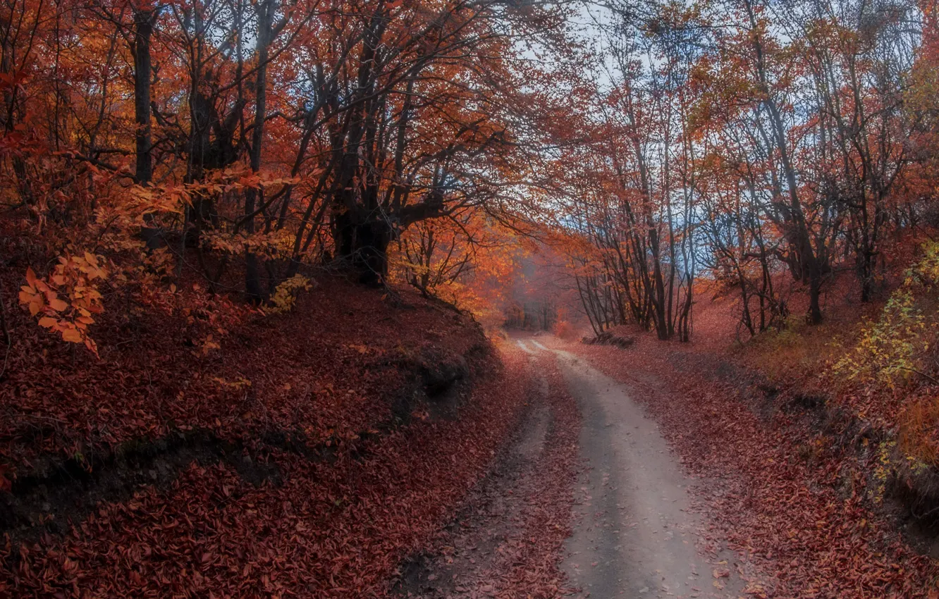 Photo wallpaper road, autumn, forest, landscape, nature, Igor Proshakov