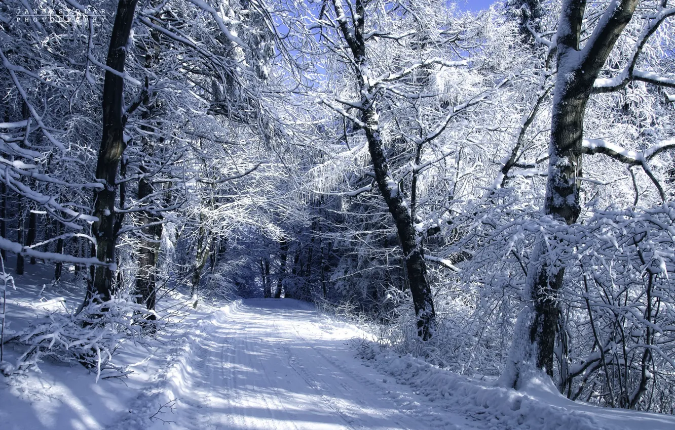 Photo wallpaper cold, winter, road, snow, trees, landscape, author, Janek Sedlar