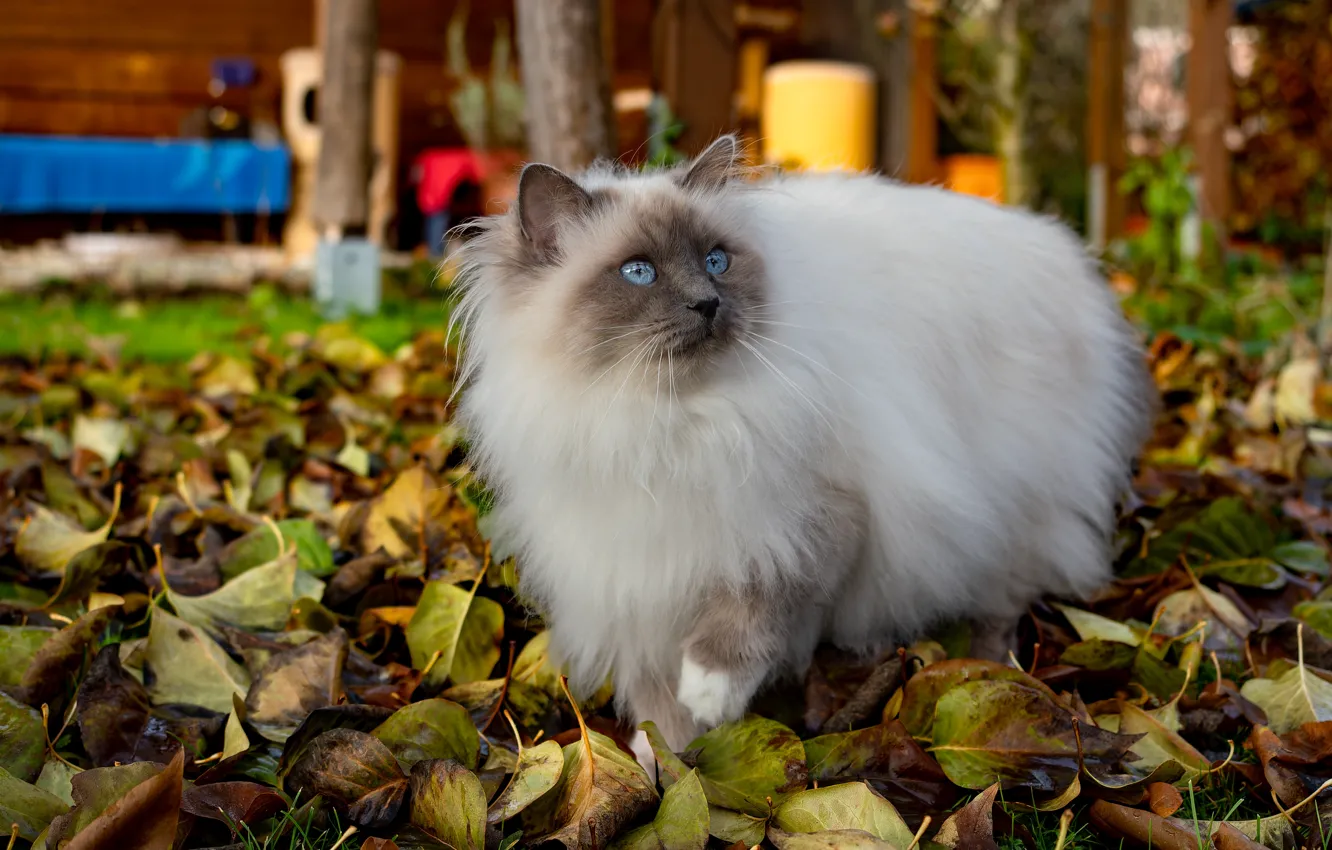 Photo wallpaper autumn, cat, cat, look, foliage, garden, yard, walk