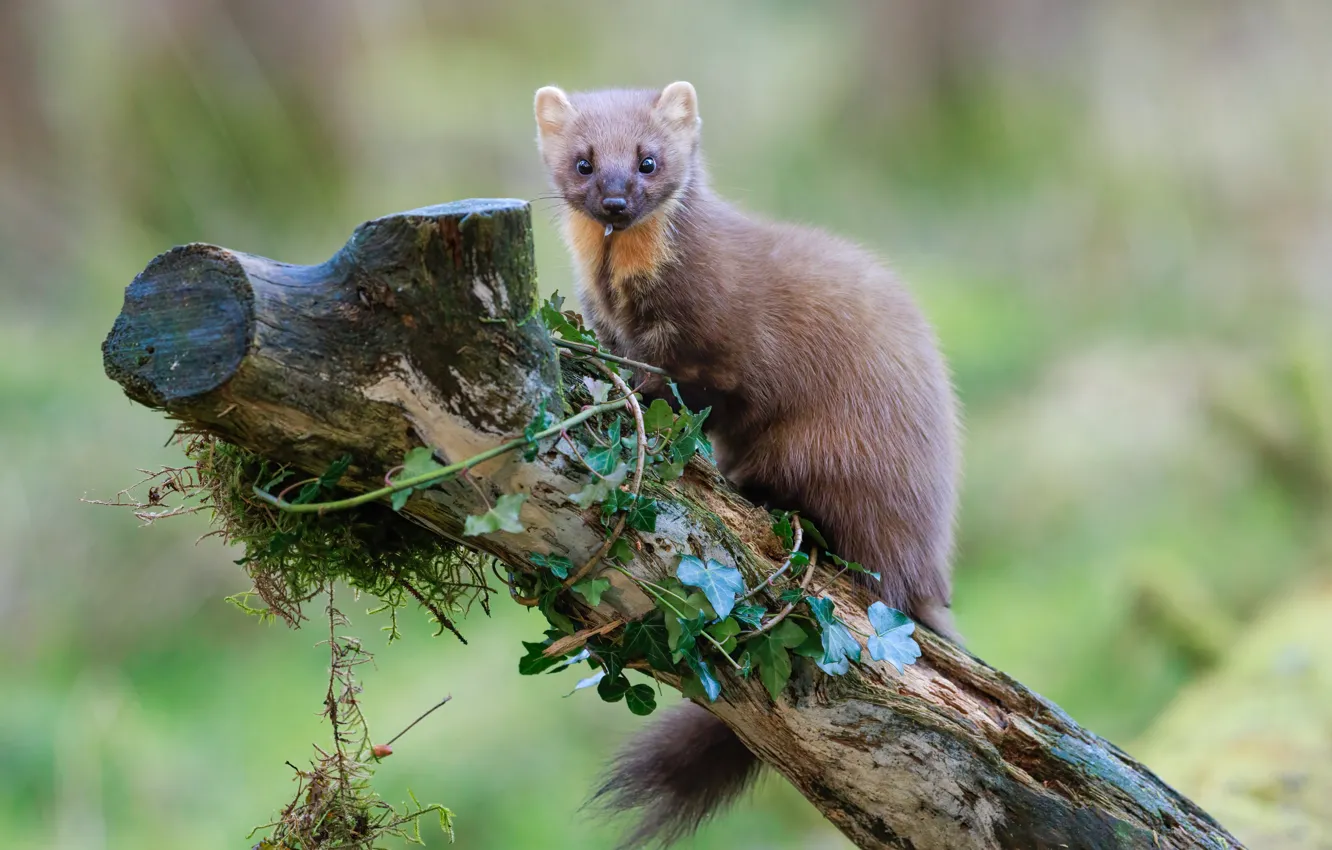 Photo wallpaper look, nature, pose, face, marten