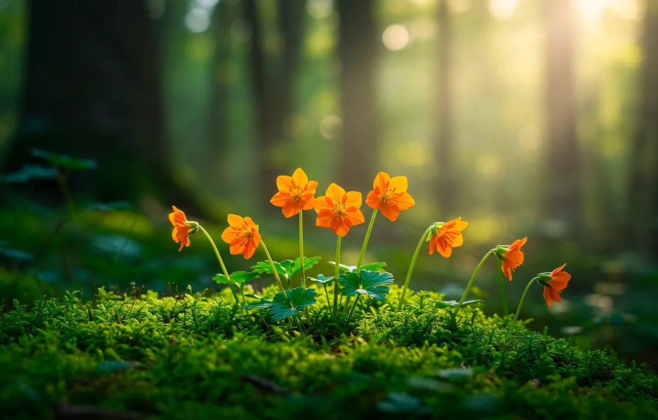Photo wallpaper forest, the sun, flowers, moss, forest, flowers, sun, bokeh