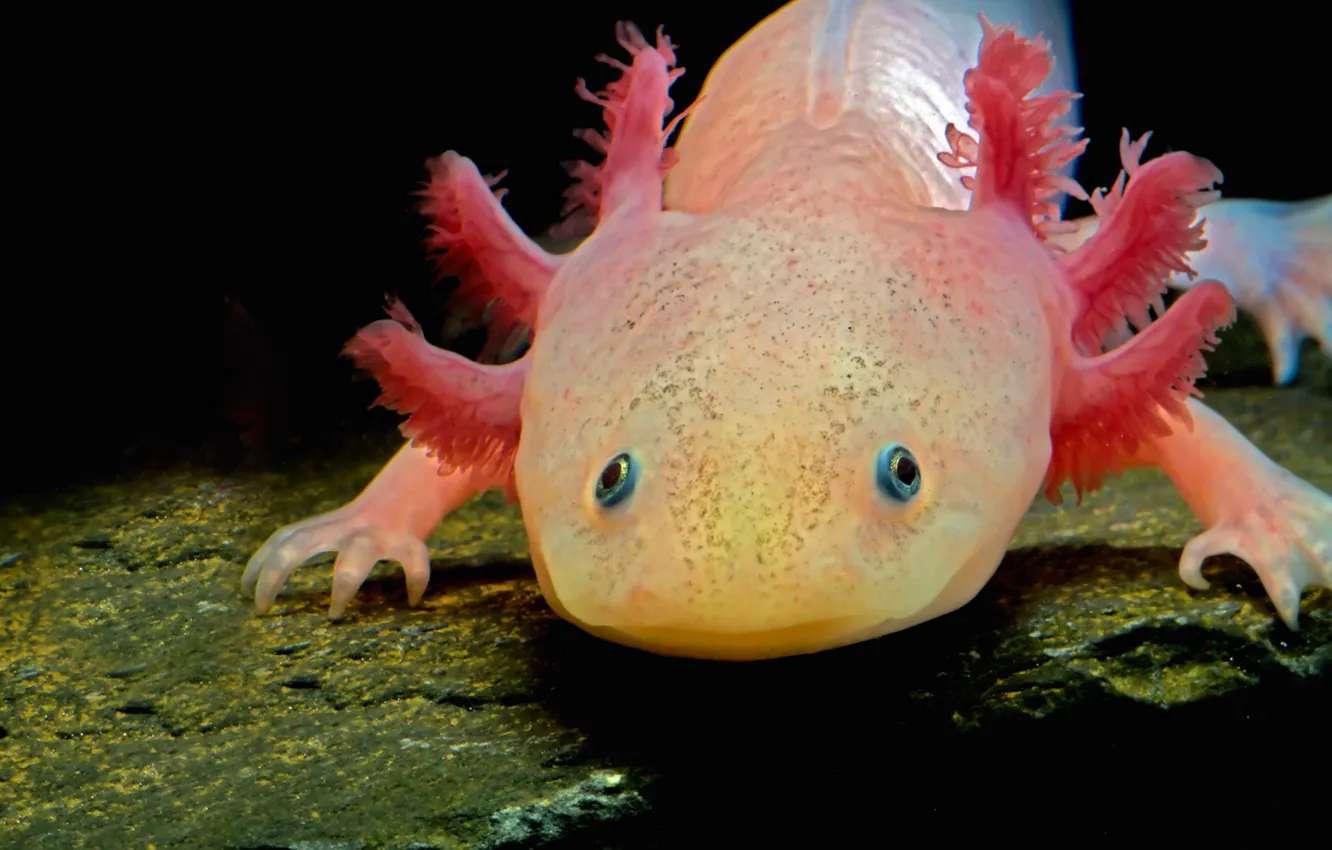 Photo wallpaper the larva, amphibian, the axolotl