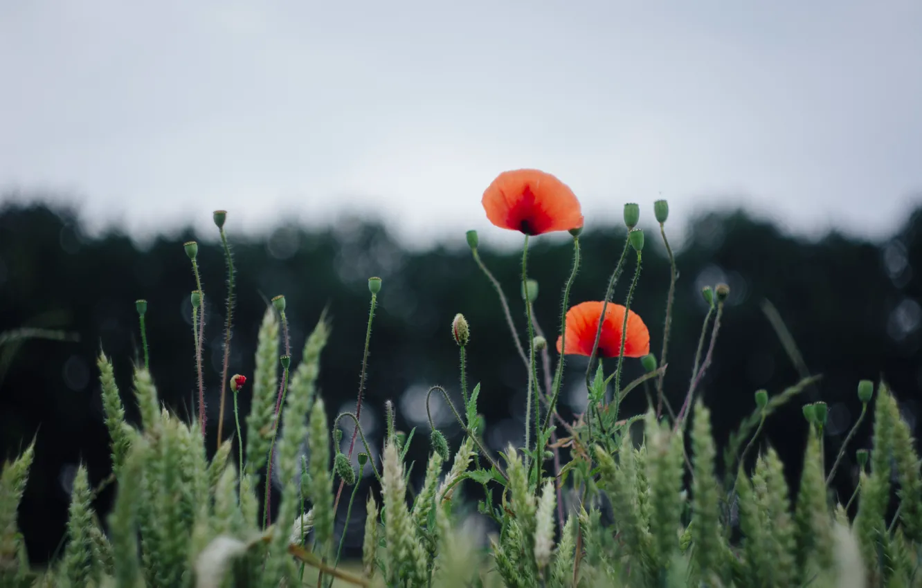 Photo wallpaper wheat, field, flower, summer, nature, Mac, green