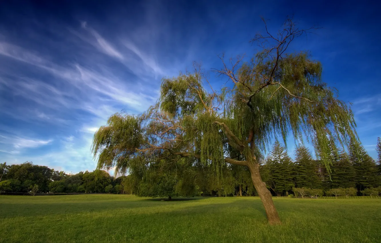 Photo wallpaper the sky, clouds, tree, HDR, New Zealand