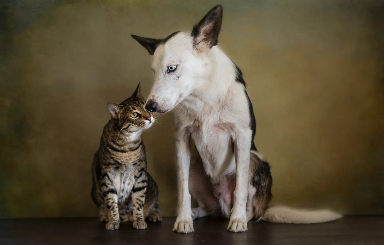 Photo wallpaper cat, cat, style, retro, portrait, dog, treatment, friendship