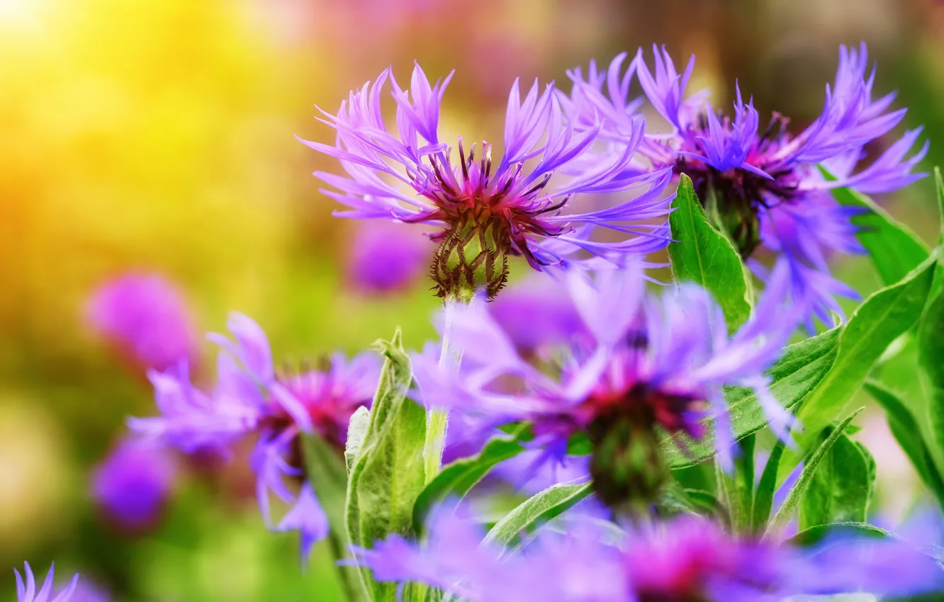 Photo wallpaper summer, macro, flowers, nature, cornflowers