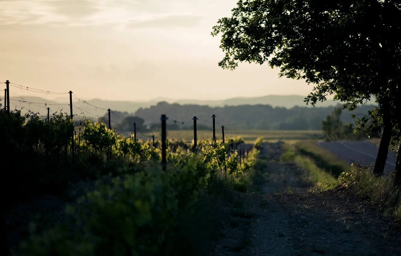 Photo wallpaper road, trees, nature, two, spring, vineyard, oak