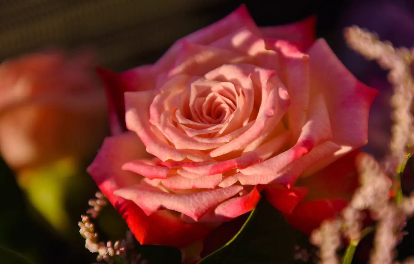 Photo wallpaper macro, roses, buds, bokeh