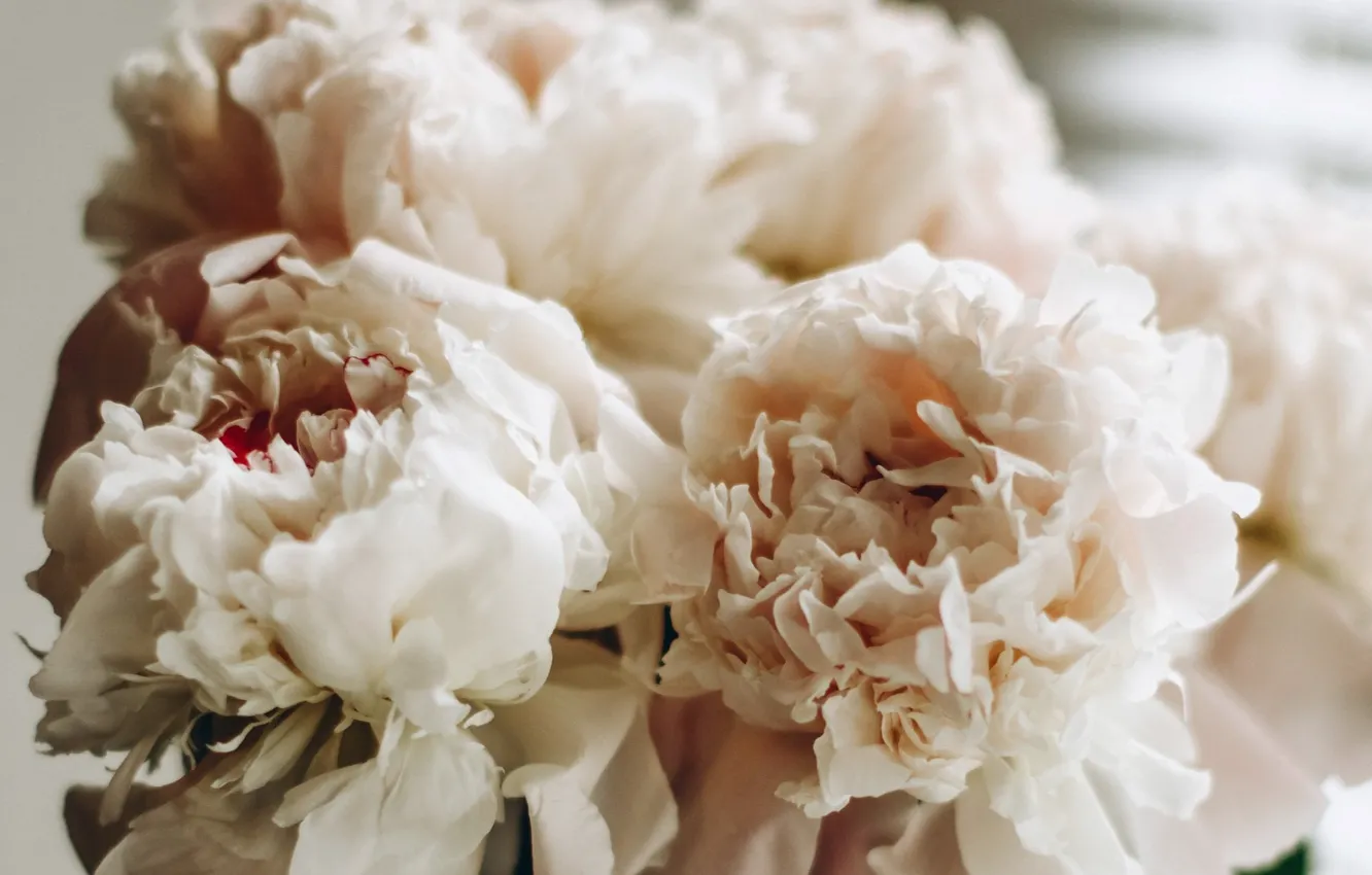 Photo wallpaper flowers, peonies, Taisiya Shestopal