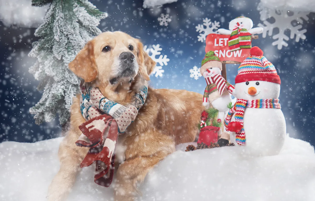 Photo wallpaper snow, snowflakes, dog, scarf, snowmen, Golden Retriever, Golden Retriever