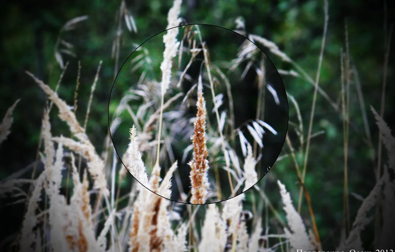 Photo wallpaper green, autumn, 2013